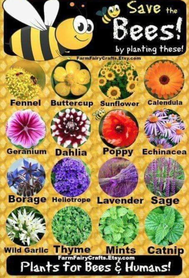 Bees and plants poster