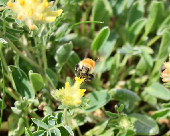 2744795620005273387_IMG_1074