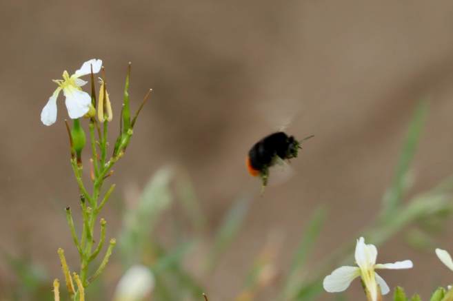 -4528486109478630773_IMG_1052 (2)