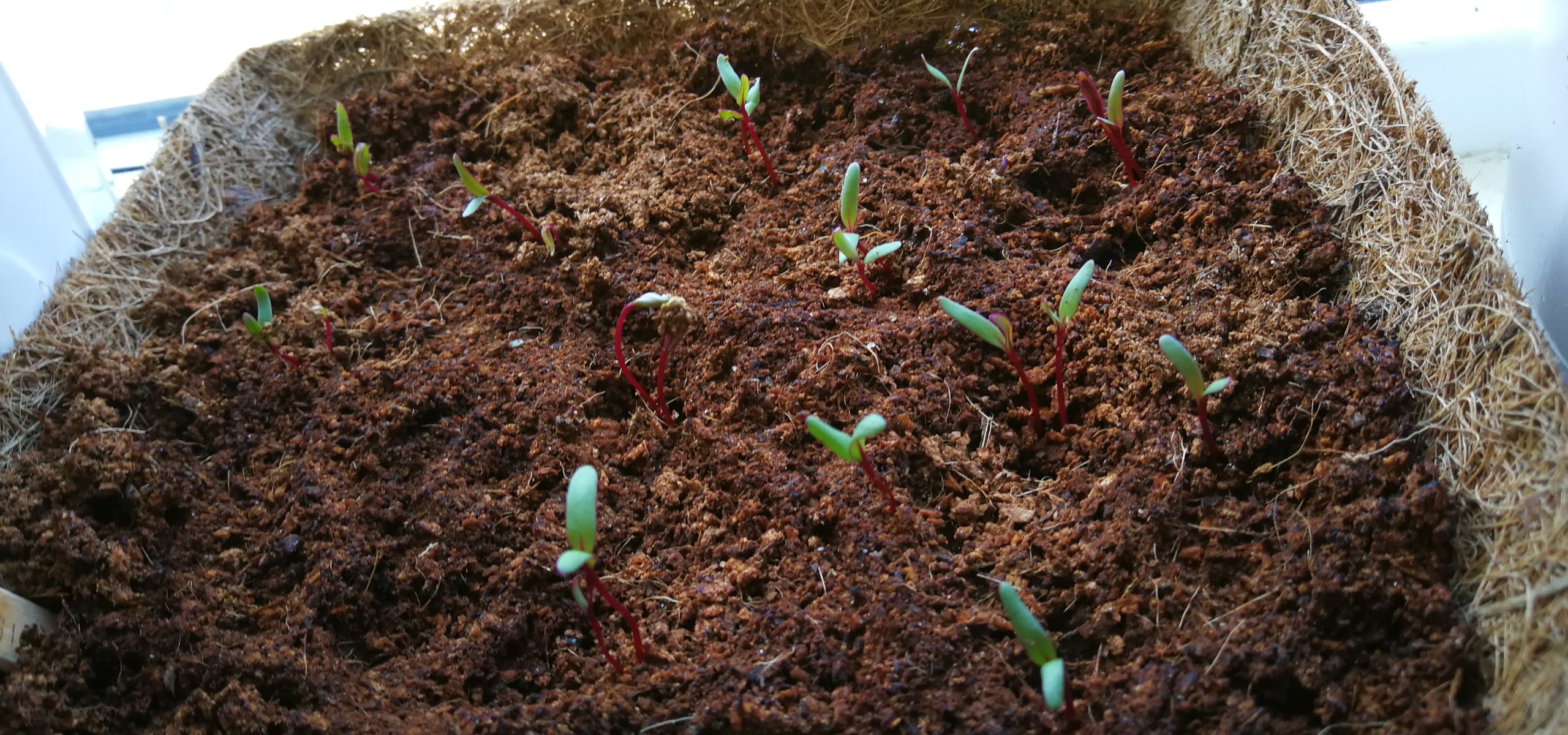 beetroot seedlings