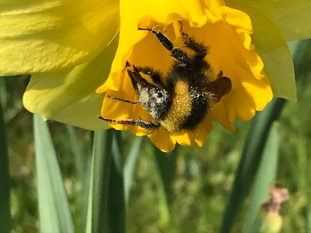 Bombus Hortorum Queen