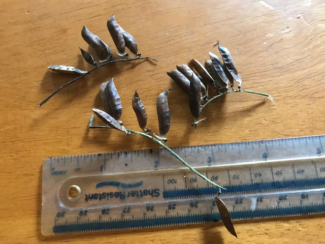 Vetch pods
